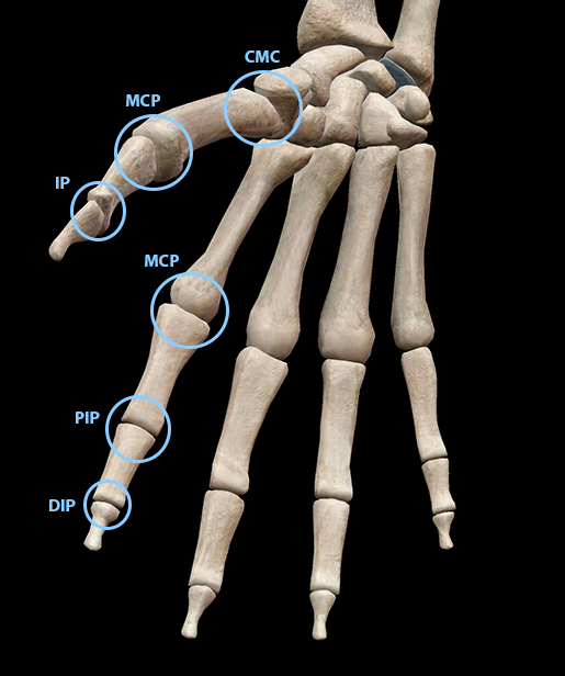 A Digital Post Fingers and Thumbs